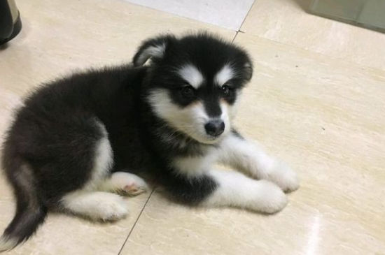 长毛犬的种类