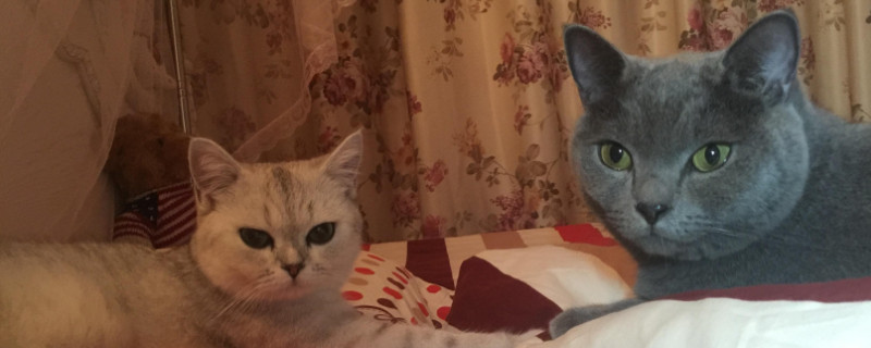 猫甩头是什么意思，猫一直甩头是怎么回事