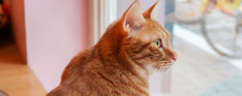 猫咪脱毛一块块怎么办