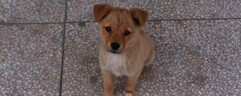 幼犬睡地上可以吗