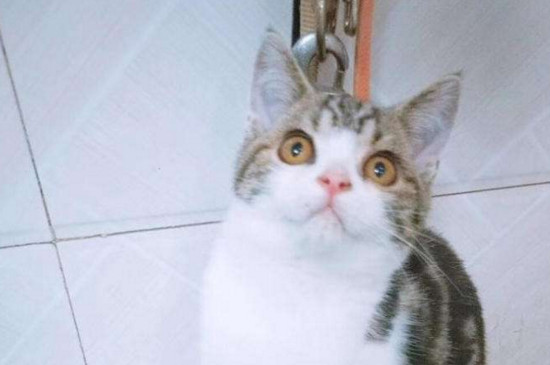 猫为什么会得猫藓
