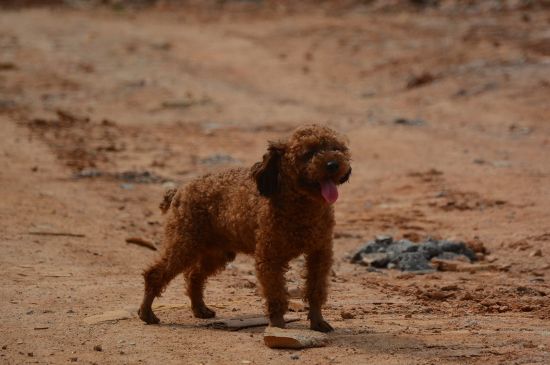 泰迪犬为什么喜欢日