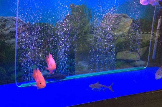 室温25度鱼缸水多少度