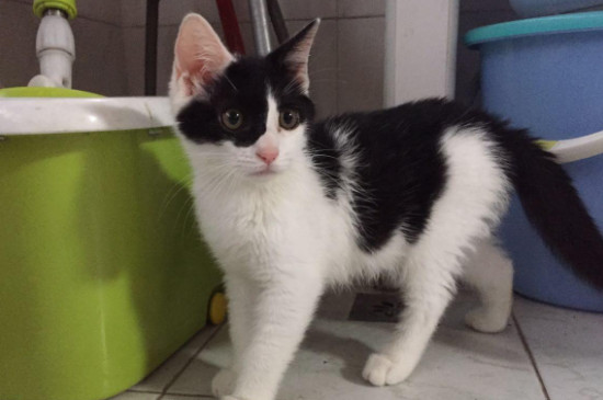 猫一天没大便只拉尿