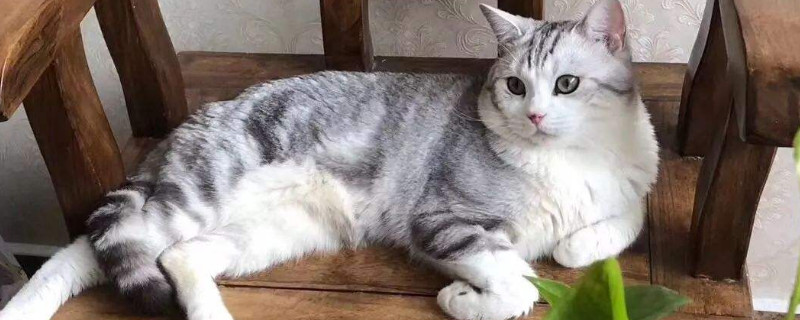 怎么才能知道母猫配成功了