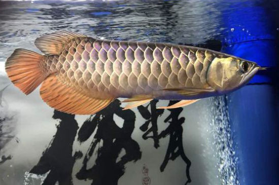 龙鱼为什么在水底游