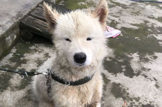 流浪狗被收养的心理