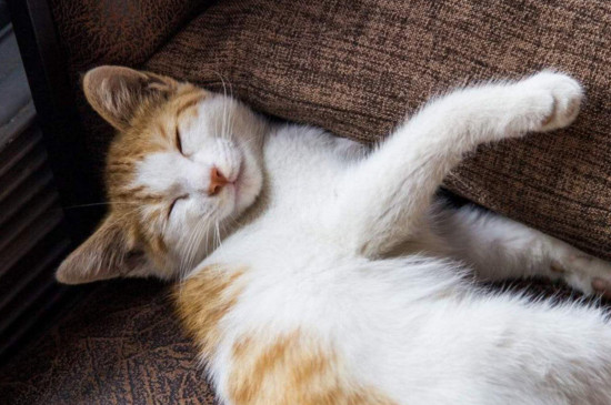 猫的尾巴为什么一直动