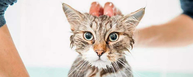 猫有多怕水
