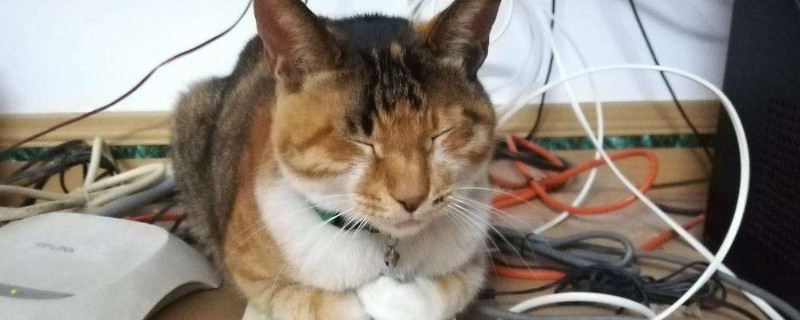 猫咪自己在家一周可以吗