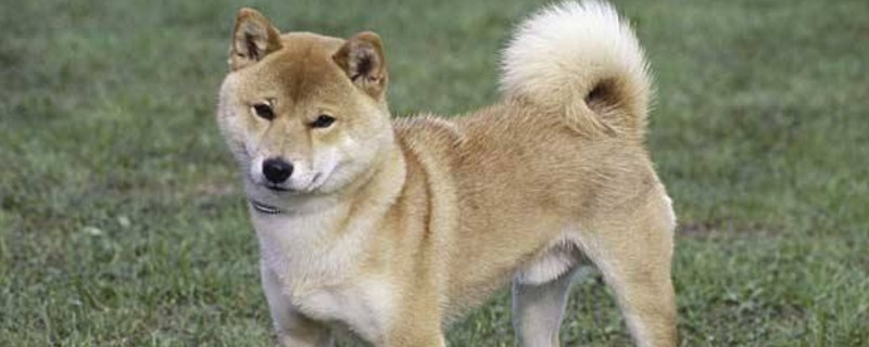 为什么不要养柴犬