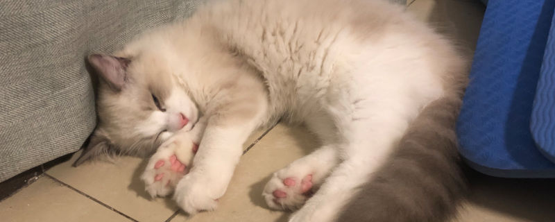 布偶猫多大开始养合适