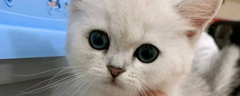 猫绝育没做干净的症状