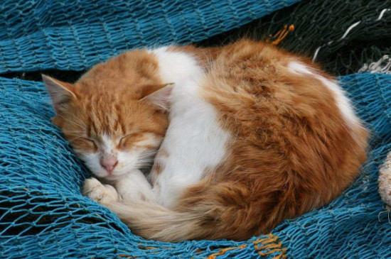 猫咪贪睡是怎么回事