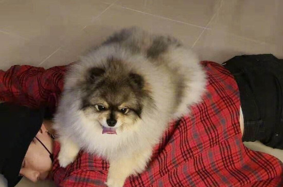 狗狗假死多久可以醒