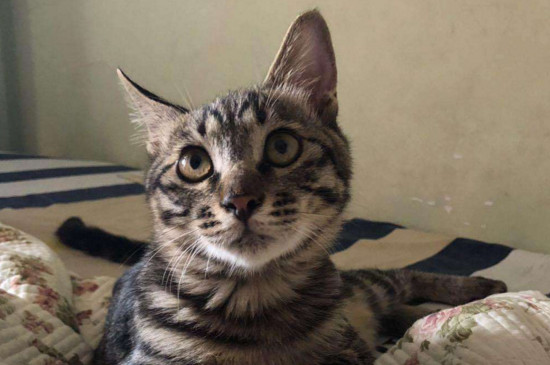 狸花猫可以关家里养吗