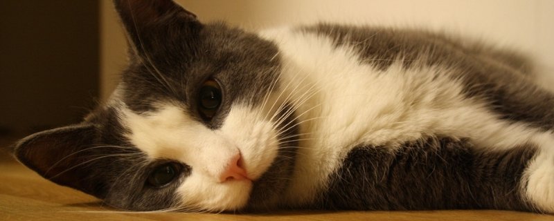 猫频繁上厕所尿一点点