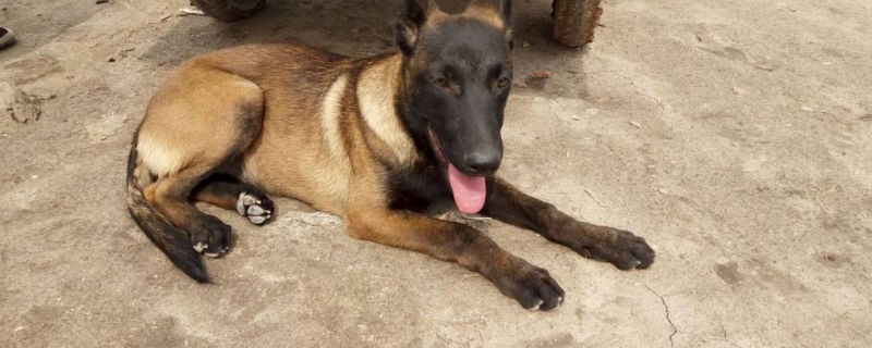 马犬吃啥长得快