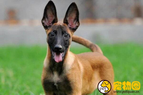 中国山红犬是六犬杂交，被德牧挤出市场(曾上万元一只)
