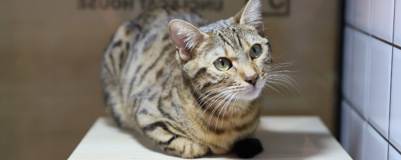孟加拉豹猫很凶吗