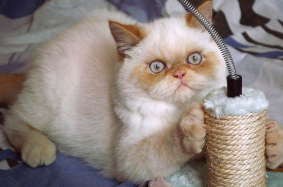 猫咪可以自己在家多久