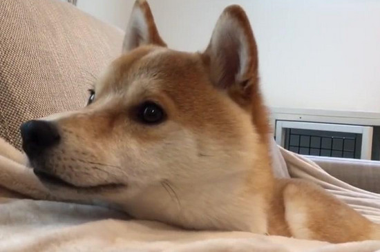 为什么养柴犬的的人少，精力旺价格贵还掉毛严重