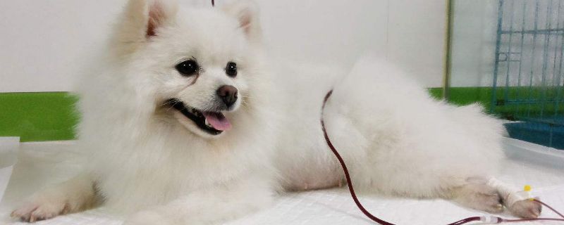 狗狗拉果冻状粘带血丝