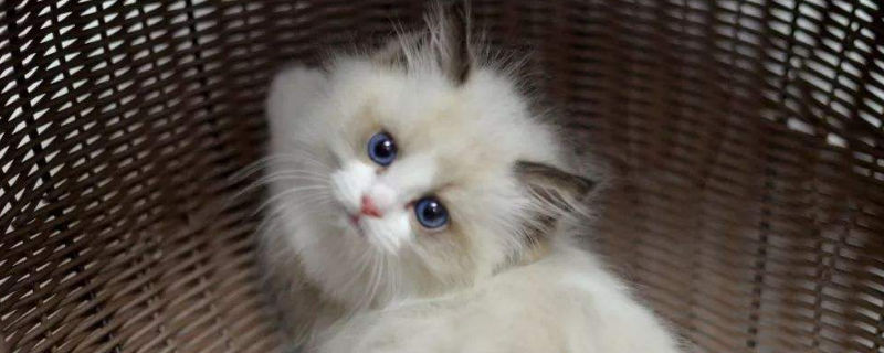 养猫费钱吗