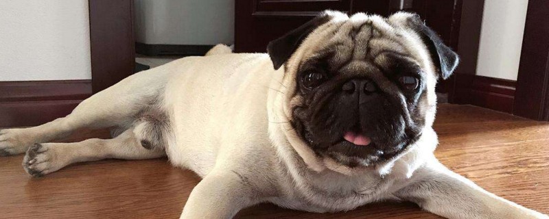 巴哥犬的抗寒温度