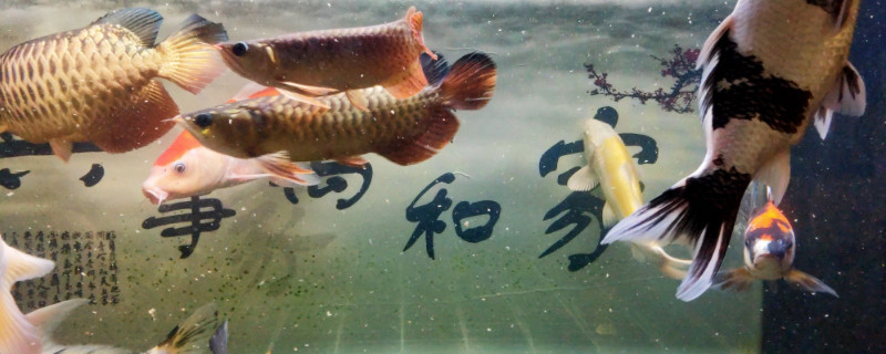 龙鱼总上下游什么原因