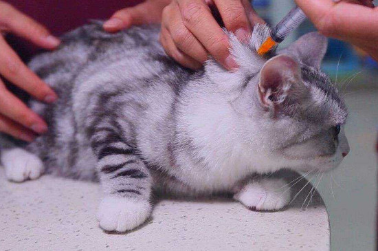 被猫抓出了血要打针吗