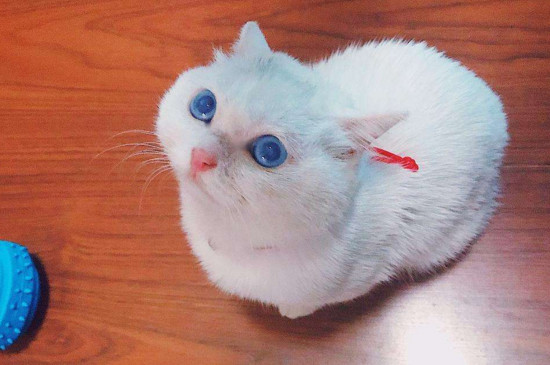 猫可以和人一起睡觉吗