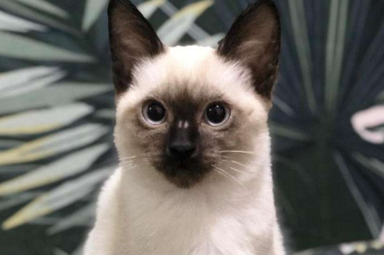 家养猫一般是什么品种