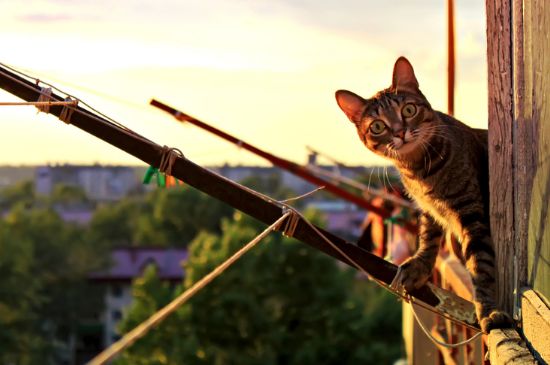 猫要做绝育吗