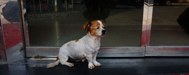 狗狗总容易吓尿怎么办