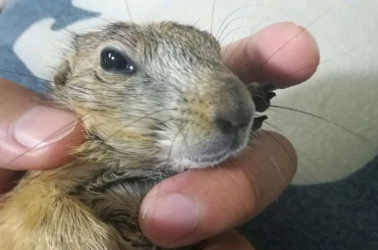 土拨鼠宠物缺点