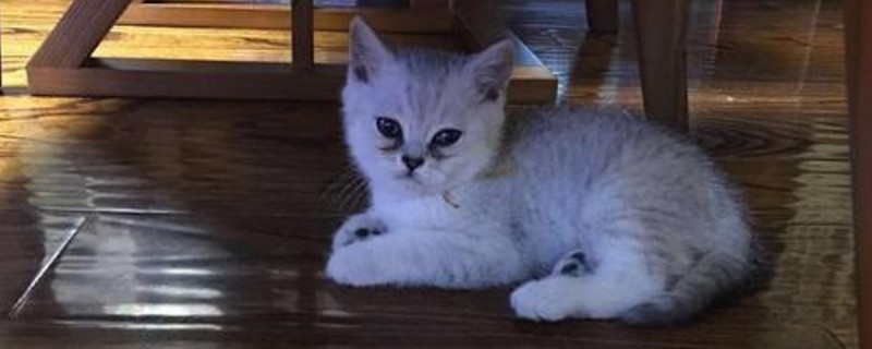 小猫奶癣多久能好
