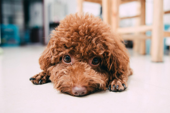 适合女生养的小型犬