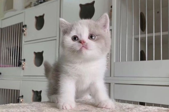 猫不见了会自己回来吗
