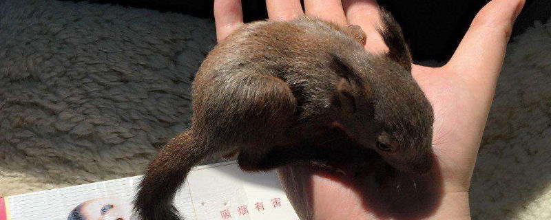 魔王松鼠信任你的表现