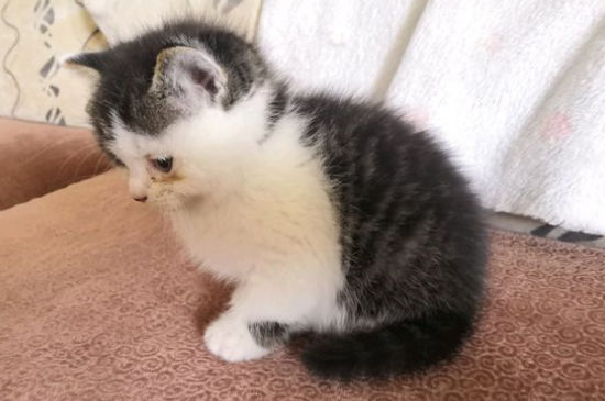 猫能吃生蚝吗