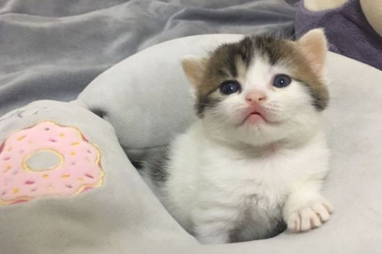两只公猫可以一起养吗