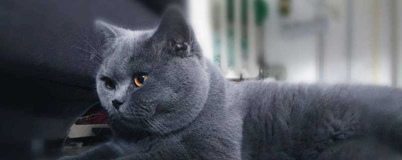 蓝猫为什么叫蓝猫