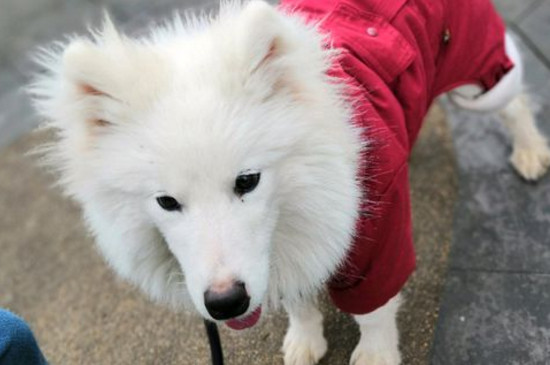中型犬养什么好