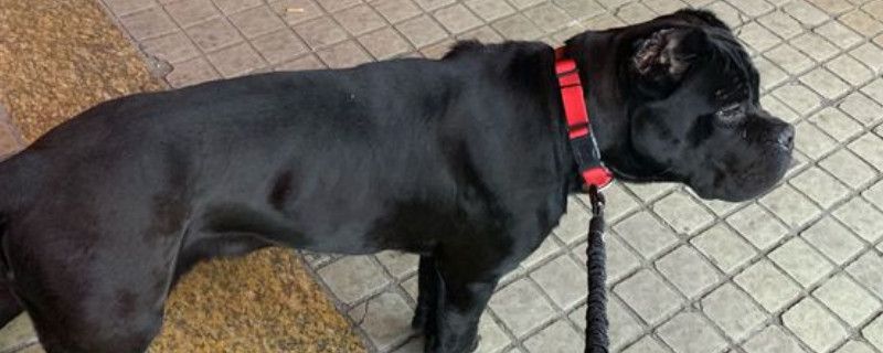 卡斯罗犬可以散养吗