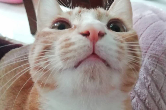猫咪吃驱虫药注意事项