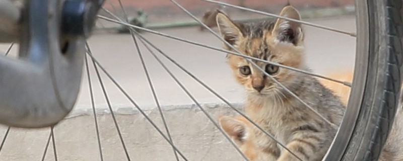 小猫为什么喜欢扑人
