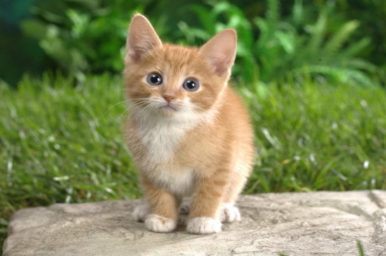 猫咪怀孕一个月的症状