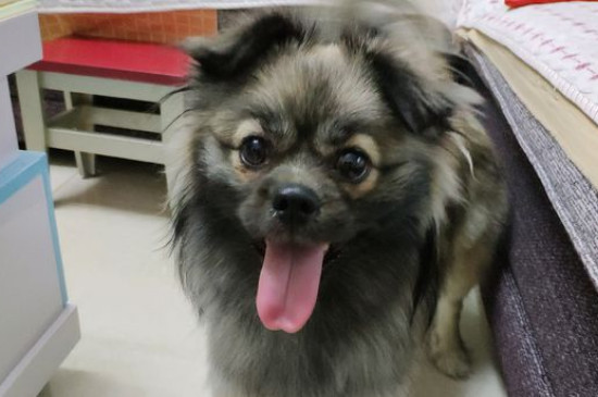 如何判断串串犬的父母