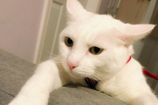 养猫臭吗